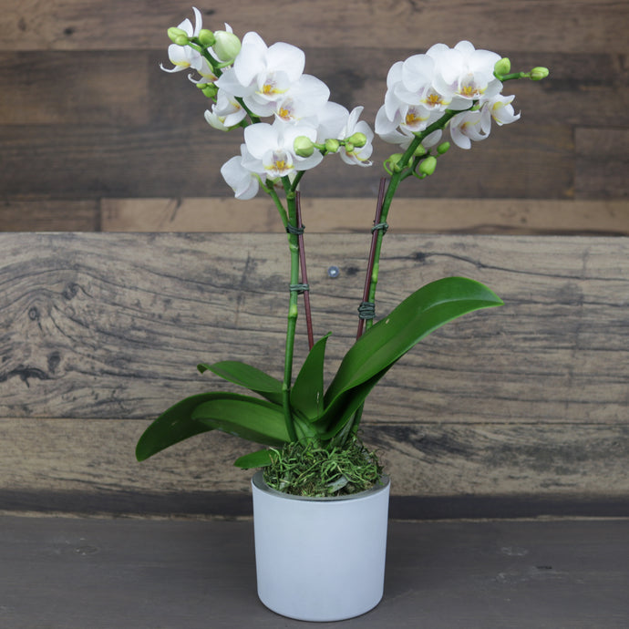 Mini White Orchid