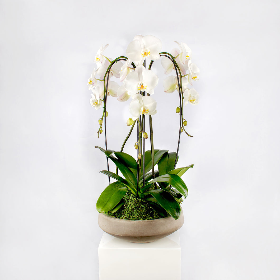3 Large White Cascading Orchids Arrangement in a Grey Container